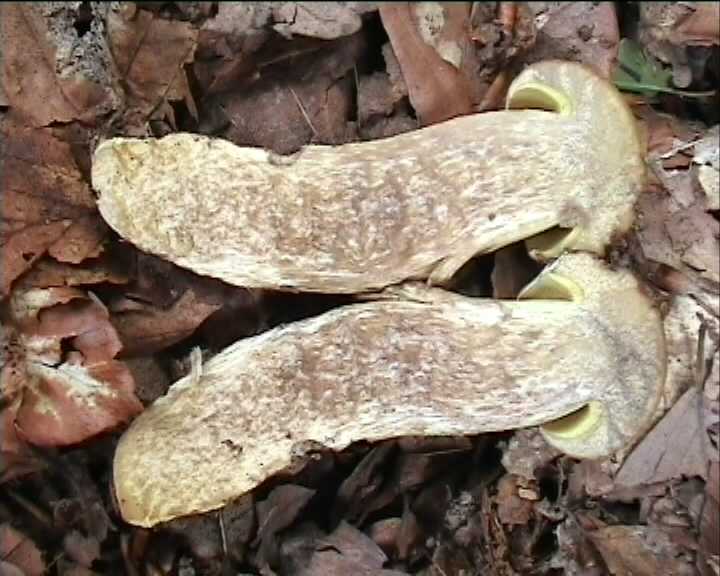 Leccinum crocipodium  (letellier)  Watling